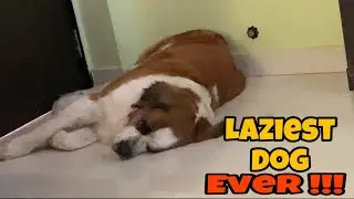Saint Bernard - The Laziest Dog ever 🐶
