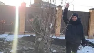 ЛИПА КРУПНОМЕР #липа #крупномеры #посадкакрупномеров