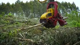 🛠️ Procesadora 800 P de Monra Forestal | Trabajo en campo real en 4K Ultra HD