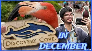 Discovery Cove in December? - First Trip Vlog