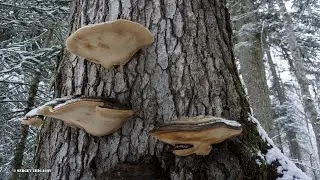 Лекарственные трутовики в зимнее время Трутовик окаймлённый Fomitopsis pinicola на соснах и елях