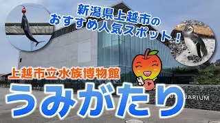 【新潟観光】新潟県上越市のおすすめ人気スポット！うみがたり　イルカのパフォーマンスや飼育数日本一のマゼランペンギンが見られるよ