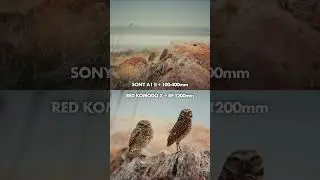 Canon RF 1200 mm vs Sony 100-400 f/  4.5 to 5.6