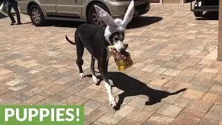 Great Dane with Easter bunny ears delivers dog treats