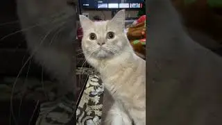 #strangerthings #cat #persian #pets #youtube #youtubeshorts #youtubevideo #shorts #video #viralvideo