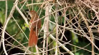 GREATER THORNBIRD Singing (PHACELLODOMUS RUBBER), GRAVETEIRO, Territorial birds. Nesting