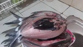 Sikreto ng pag marinate ng masarap at malasang daing na Bangus
