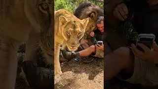 LIONS Reunite with Human #cat #wildlife #nature