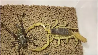 Desert hairy scorpion (Hadrurus arizonensis) vs grasshopper