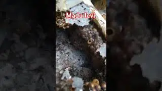 Madu trigona levicep manis asam khas #lebah #madu #asli #murni #sehat #alami #nature #peternak