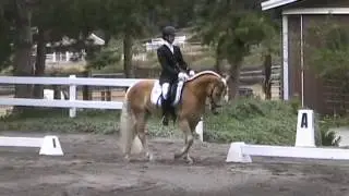 Dressage Haflinger Starshine TOF