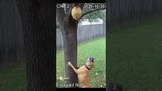 Dog Attacks Beehive, Gets Stung, and Runs Away Screaming 😭🐝  #Shorts