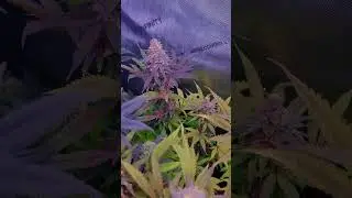 Black Cherry Punch by Pyramide Seeds - 6th flowering week #grow #blackcherrypunch #cali #weed