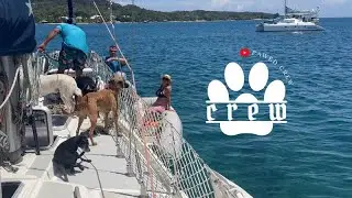 Видеоблог &laquo;Жизнь на лодке с собаками&raquo;: острова Бэй, Утила &mdash; Роатан