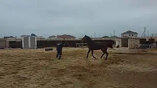 Англо-араб, конь (кобыла) для скачек