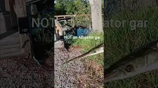 LONGNOSE Gar #fishing #floridafishing #creekfishing #alligatorgar