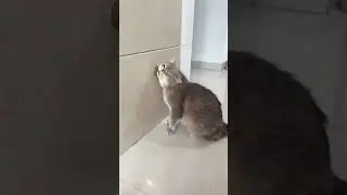 catnip   #likeandsubscribe #pawparents #sillycats #cataddict #catlovers #cutenessoverload #catmemes