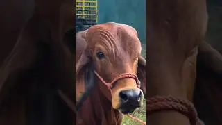 The Rock & Cow Eyebrow Raise Meme