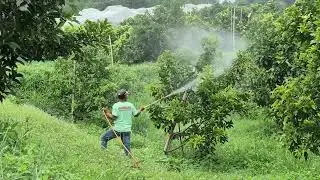 Avocado Seedling Maintenance Process