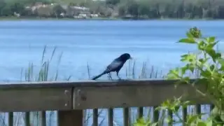Grackle Does the Sexy Dance