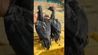 Black skin bacche #aseellovers #farming #aseel bacche