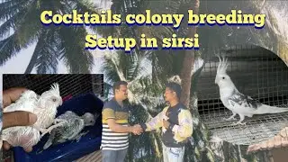 cocktails breeding colony setup (sirsi) | allwyn bird's aviary | Karnataka Hubli |