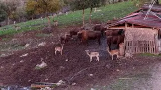 Ловно стопанство