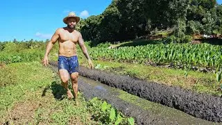 Пей-Вари &mdash; первый шаг к подготовке плантации таро 🌱 | Традиционное земледелие мауке | Видеоблог О...