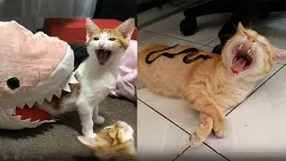 Cute Funny and Smart Pets Compilation Ep 03 2020 | AFV 2020