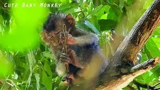 previous action | orphan baby LIZZA in bad situation ! mommy CACA not care | LIZZA already rescue