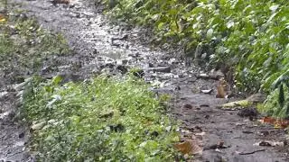 Spotted Forktail, Enicurus maculatus guttatus, Eaglenest, Arunachal Pradesh, India, 29 Jan 2025