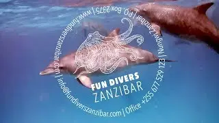 Dolphin Encounter in Mnemba Island, Zanzibar