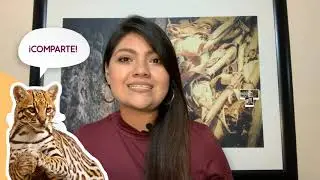 Conoce al Ocelote (Leopardus pardalis)