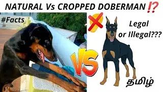 Natural Doberman Vs Cropped | Good Or Bad !?? | Tamil |