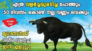 പോത്തിന് ശരീരഭാരം കൂട്ടാൻ ഒരു ഒറ്റമൂലി | 50 Days Result ഉറപ്പ് | 💯💯🔥🔥🐃🐃🐃🐃 | Biobloom Effect
