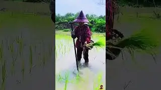 Ini adalah teknik menanam padi dengan tokngkat pada sawah yg berair