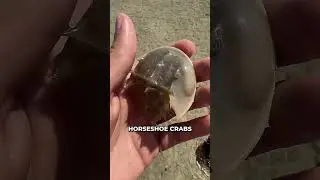 This Weird Crab Is Saving Lives 🤯