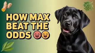 Science-Backed Nutrition and Herbs for Dogs with Mast Cell Cancer (Max&rsquo;s Story)