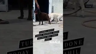 Matting open two karnal import dog