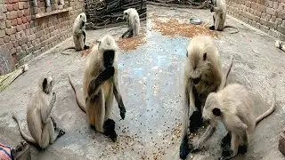 भूखे लंगूरों को चने खिलाए | Feeding Monkeys | Feeding Hungry Monkey