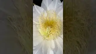 #dragonflower 🐉 #selfpolination   #bloomingnature #nature