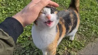 Two Cute Street Cats with awesome Meowing Sounds.