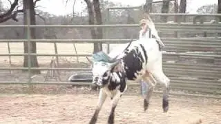 Outlaw Bucking Bulls