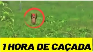 CA&Ccedil;ADA AO SACI  (MELHORES EPIS&Oacute;DIOS)
