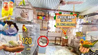 150 🤑 से शुरू ( Cheapest Exotic Birds Satup in Ajmer ) पूरे Market ￼को challenge ￼😱…..