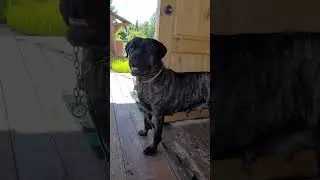 мысли Эльзы) как говорил китайский мудрец))#canecorsomastiff #мастер #shorts #эльза #врек #топ #100