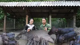Result after 3 years - the mother wild boar gave birth - CEO quickly built a separate pen for it 