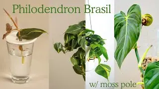 How I Placed Philodendron Brasil Cuttings onto a Moss Pole 🌿💚