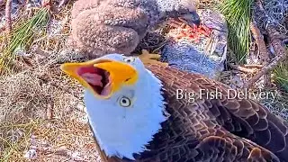 #232🦅NE32🐥26&deg; & NE33🐥24&deg;／NEFL 2025-2026／Gabby💗Beau／by American Eagle Foundation