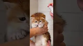 Tiny Kitten&rsquo;s Adorable First Bath Splash! Wet, Grumpy & Cuddly Moments 😻🛁 #kitten #cute #catlover